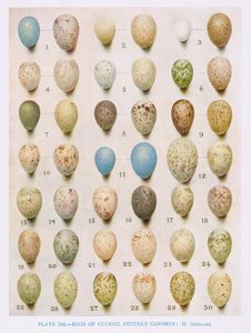 鸡蛋：柳莺：木莺：等，来自&39;英国鸟&39;的插图由Kirkman und Jourdain，1966 作者 亨德里克·格伦沃尔德